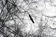 Killikus&reg; Fotographie